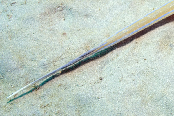 Stingray barb pictures